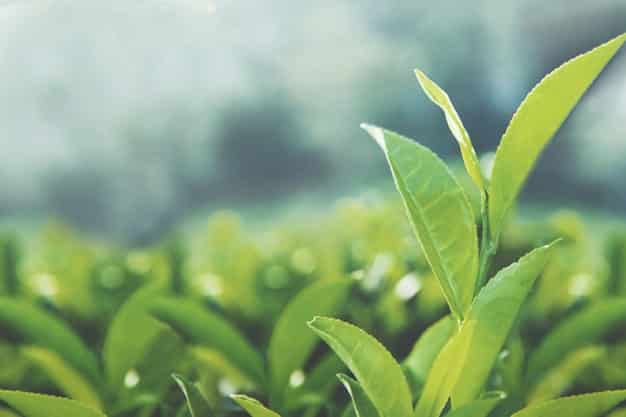 In che modo il tè verde aiuta a perdere peso