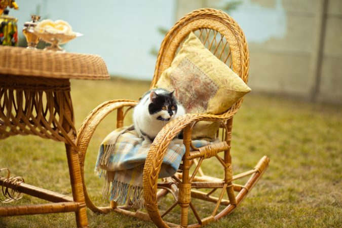 cat on rocking chair