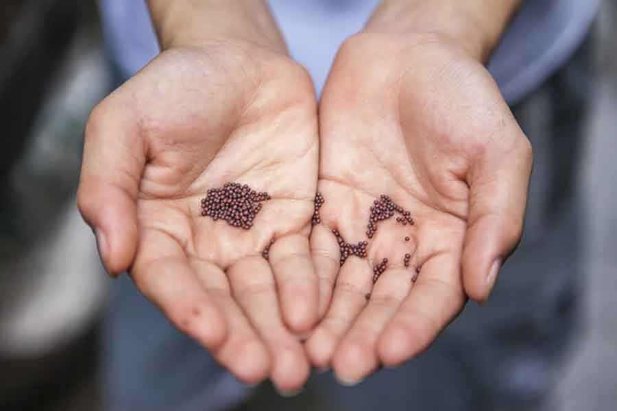 I diversi benefici per la salute dei semi di canapa