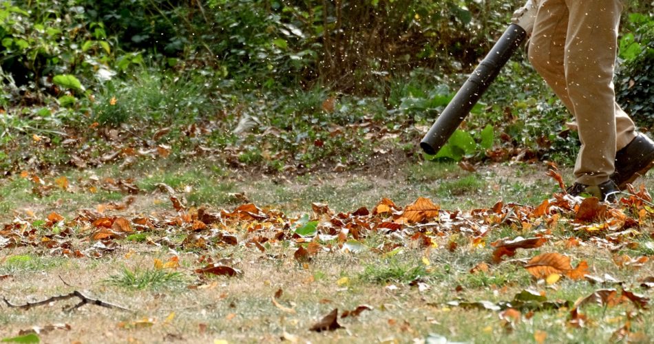 A man removes the autumn leaves with a leaf blower from the meadow.