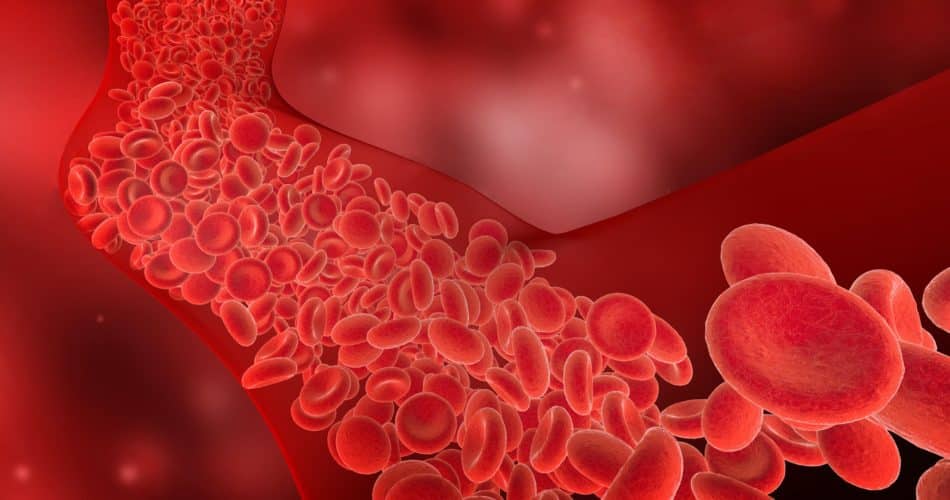 flow of red blood cells into the blood vessel, 3D illustration